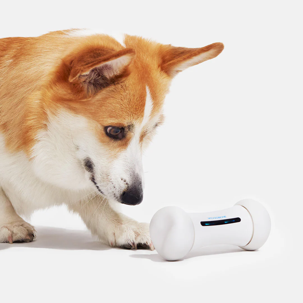 The Wickedbone is part RC toy and part canine workout partner. It pairs with a smartphone so owners can steer it down hallways. They can also switch to auto-drive for solo play.