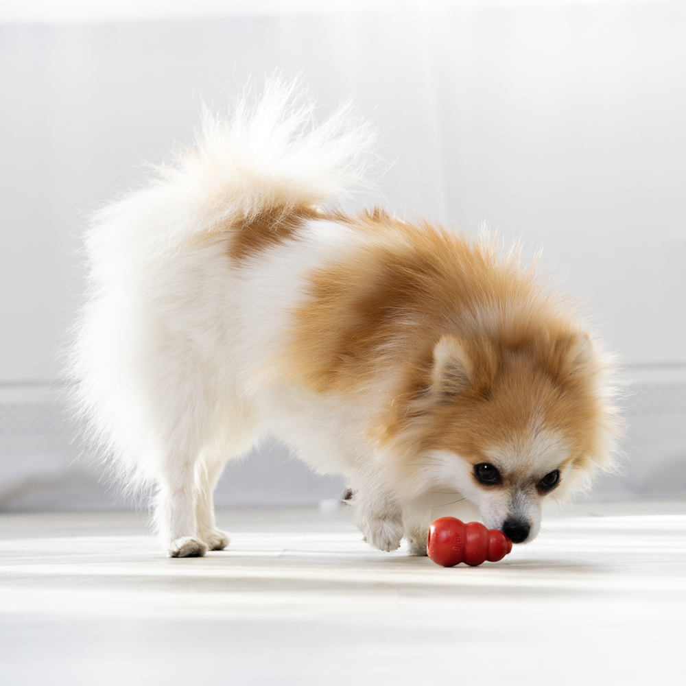 The humble red KONG is still unbeatable when it comes to low-cost enrichment. Made from natural rubber with an erratic bounce, it doubles as a fetch toy and a chewable food puzzle. 